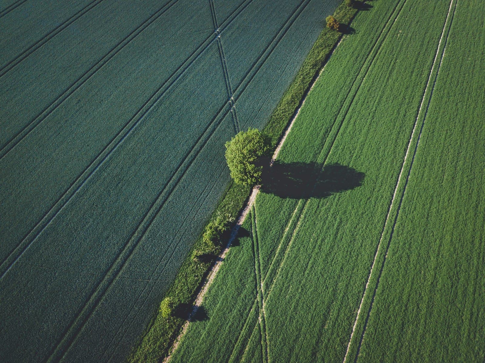 Drone photograph of crop lines and a single tree