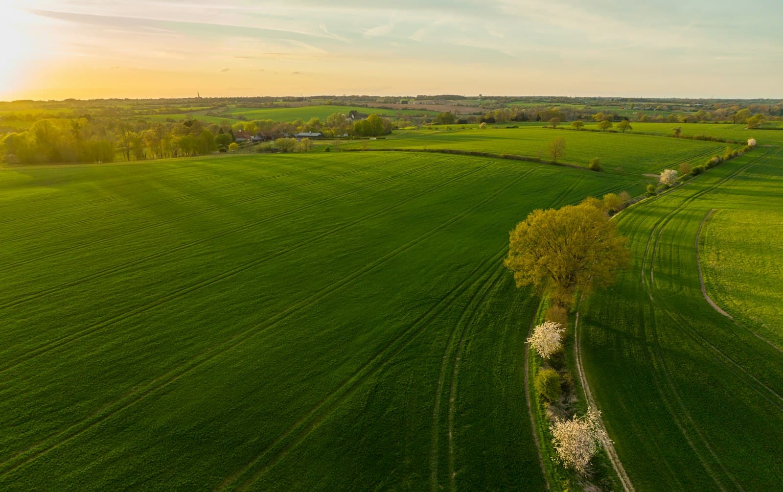 Aerial view of green fields at golden hour